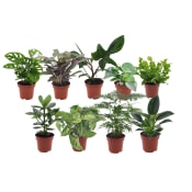 Grönmix varierande sorter 12cm kruka Höjd 27cm.