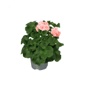 Pelargon Astrid 14 cm SE.