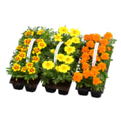 Sommarplant 10-p varierande sorter.