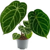Anthurium mix 12 cm.