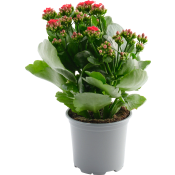 Kalanchoe dubbelblommande 10,5cm kruka Höjd 26cm varierande färger.