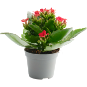 Kalanchoe mini med glitter 6cm kruka Höjd 15cm.