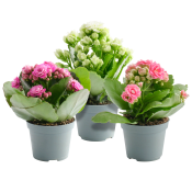 Kalanchoe 6cm.