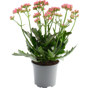 Kalanchoe brokbladig 10,5cm Höjd 26cm.