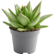 Echeveria mini med glitter 6cm kruka Höjd 12cm.