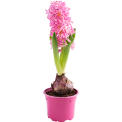 Hyacint Lyx Rosa.