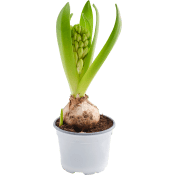 Hyacint Lyx Vit.
