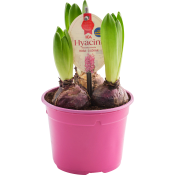 Hyacint 3 plant rosa 12cm ICA.