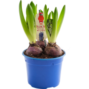Hyacint 3 plant blå 12cm ICA.