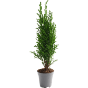 Ädelcypress Elwoodi 5,5cm.
