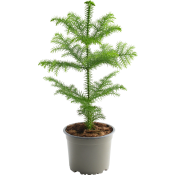 Rumsgran Araucaria.