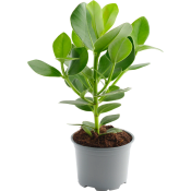 Narrfikus 12cm kruka Höjd 38cm.