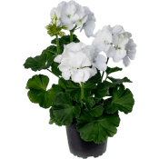 Pelargon vit 12 cm SE.