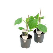 Gurkplanta 11,5 cm.