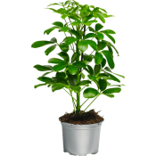 Paraplyaralia 13 cm.