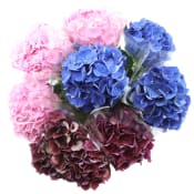 Hortensia 1-p 47cm varierande färger.