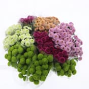 Krysantemum 3 pack pompom 50 cm.