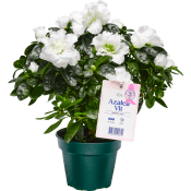 Azalea 12cm vit Rosa Bandet.