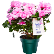Azalea 12cm rosa Rosa Bandet.