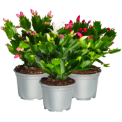 Novemberkaktus 12cm Rosa Bandet.