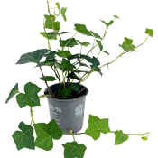 Murgröna Utomhus 11cm kruka 15cm långa rankor.