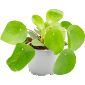 Elefantöra 12cm.
