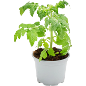 Tomatplanta 12 cm.