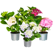 Hortensia 2-grenad 10,5cm kruka varierande färger.