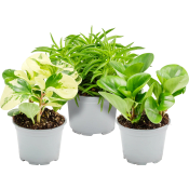 Peperomia 10,5 cm.