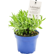 Lavendel ICA 12 cm.