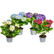 Hortensia 4-grenad 13cm kruka varierande färger ICA.