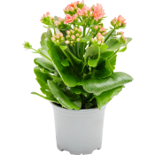 Kalanchoe 10,5cm Aprikos.