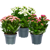Kalanchoe 13cm.