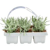 Lavendel 6 pack.