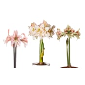 Amaryllis 13cm unik.