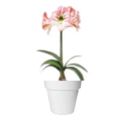 Amaryllis 'Apple Blossom' 13cm.