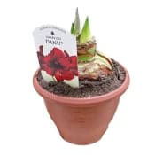 Amaryllis Magnum 17cm.