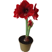 Amaryllis Jumbo.