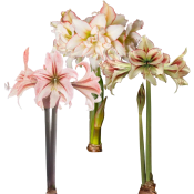 Amaryllis 13cm unik.