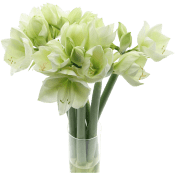 Amaryllis singel 1-p 80cm vit.