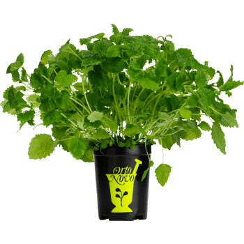 Citronmeliss i kruka 1-p KRAV Orto Novo.