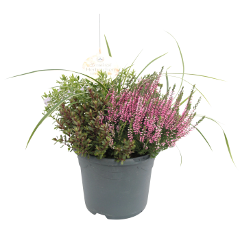 Ljung Calluna med gräs 23cm kruka Höjd 41cm varierande färger.