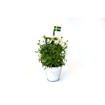 Marguerit med stång.