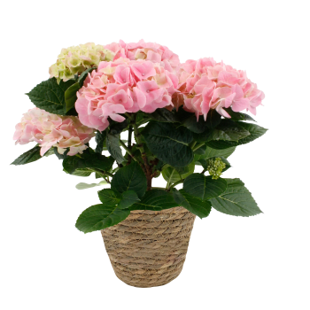 Arrangemang Hortensia korg.