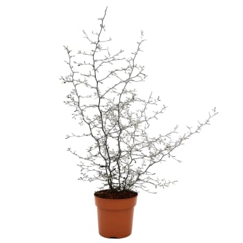 Sicksackbuske 15cm kruka Höjd 50cm.