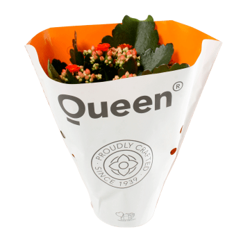 Kalanchoe dubbelblommande 10,5cm kruka Höjd 26cm orange.