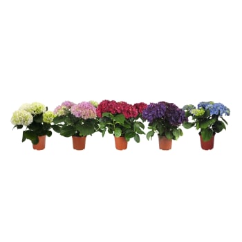 Hortensia 4-grenad 13cm kruka varierande färger.