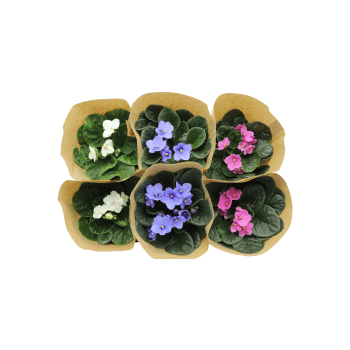St.Paulia dubbelblommande 12cm kruka Höjd 20cm varierande färger.