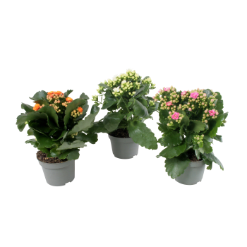 Kalanchoe dubbelblommande 10,5cm kruka Höjd 26cm varierande färger.
