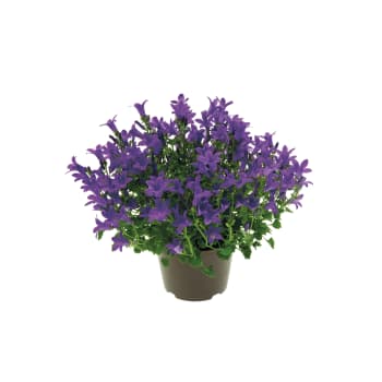Campanula 10,5cm kruka blå.